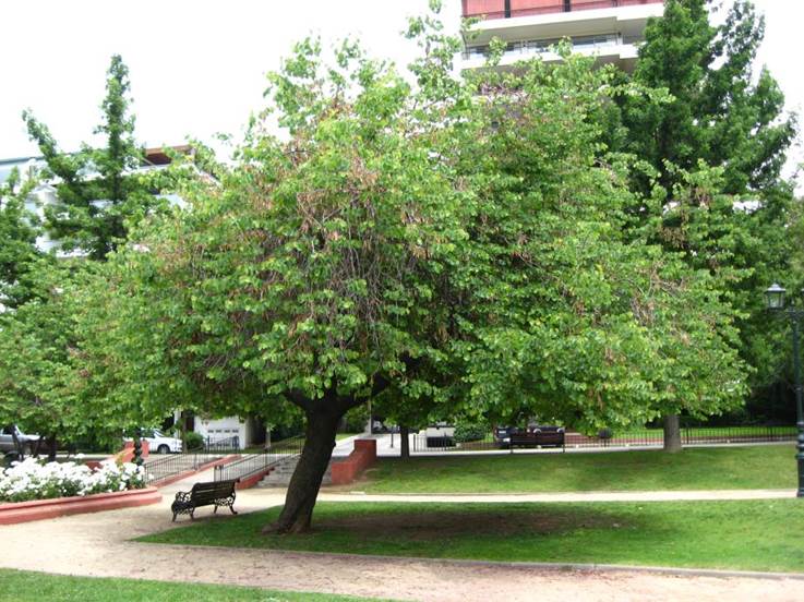 Descripción: D:\JM-disco duro\Vasculares x familia-todas\angiospermas-fotos-icon-textos\Fabaceae\FABACEAE EXOTICAS\Cercis siliquastrum. Plaza el hoyo. Vitacura FJA (2).JPG